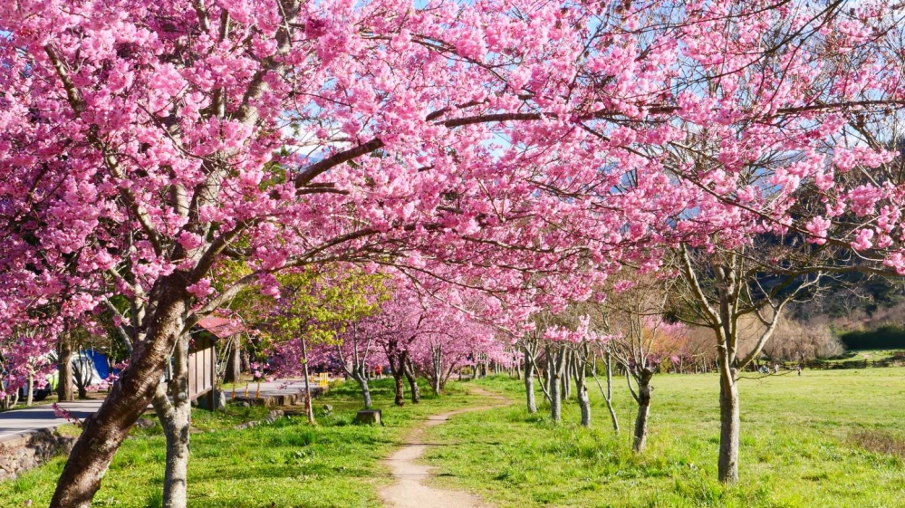best time to visit taiwan to see cherry blossoms