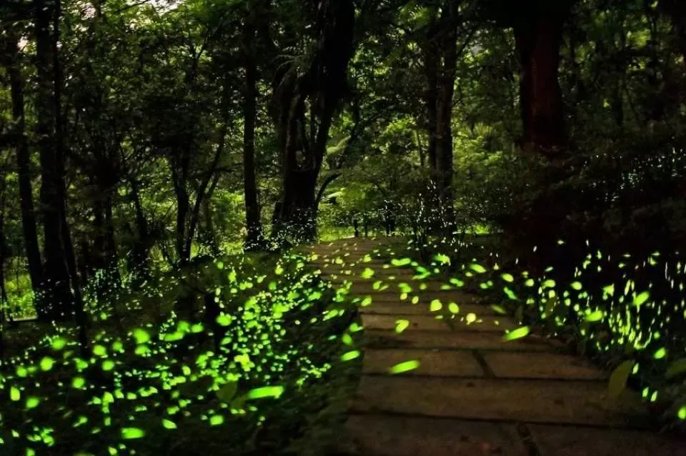 Best time to visit Taiwan to see fireflies