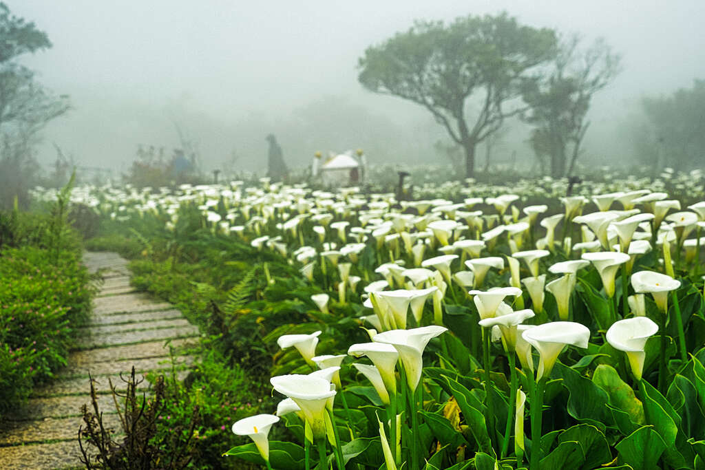 visiting taiwan in spring for white lilies