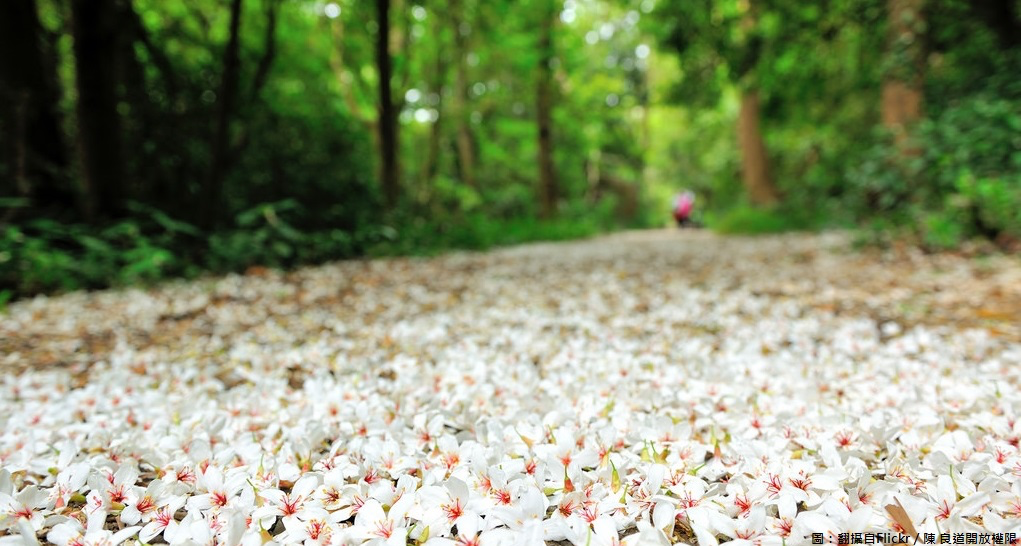traveling to Taiwan in spring for beautiful tung blossoms