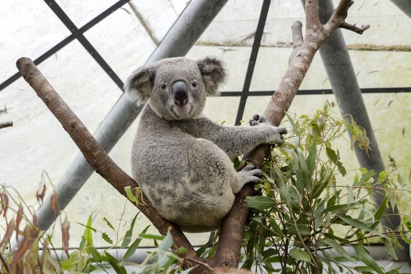 koala