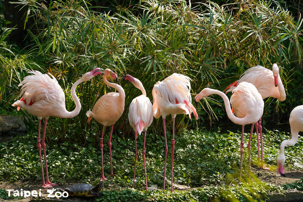 flamingos