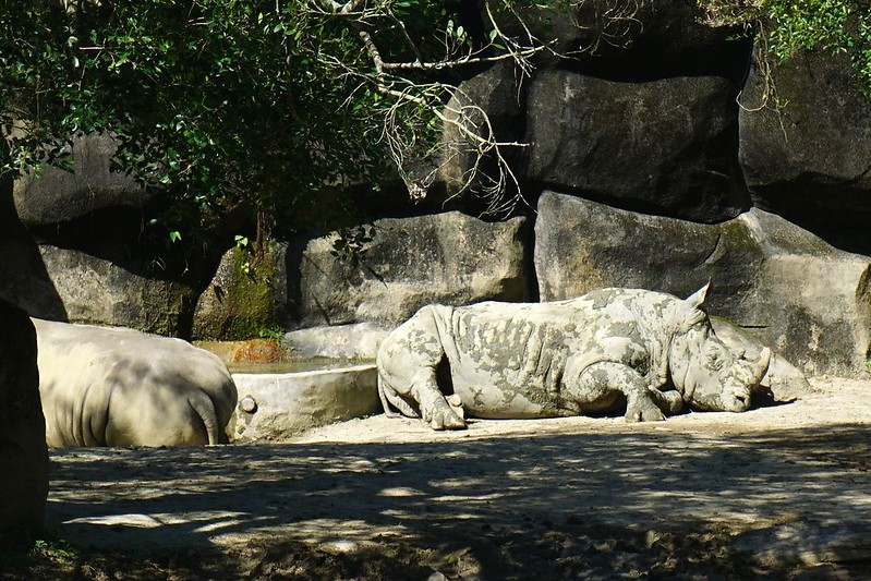 rhinos