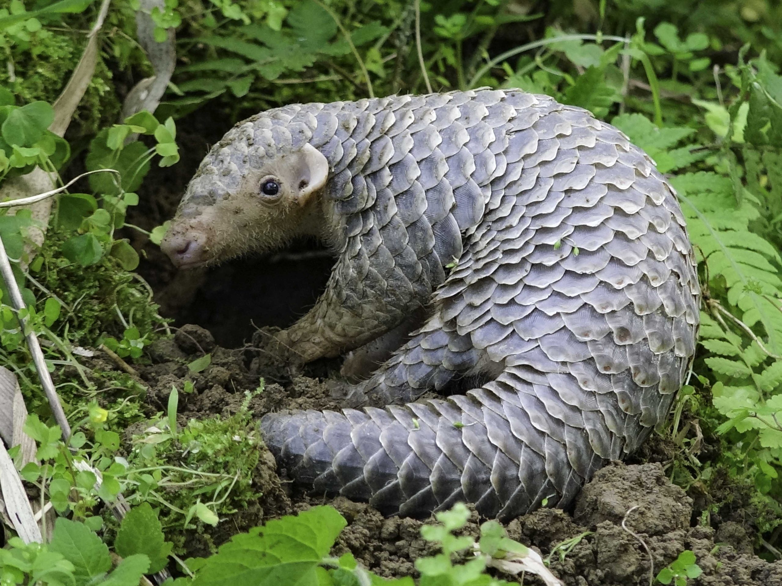 pangolin