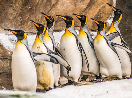 penguins