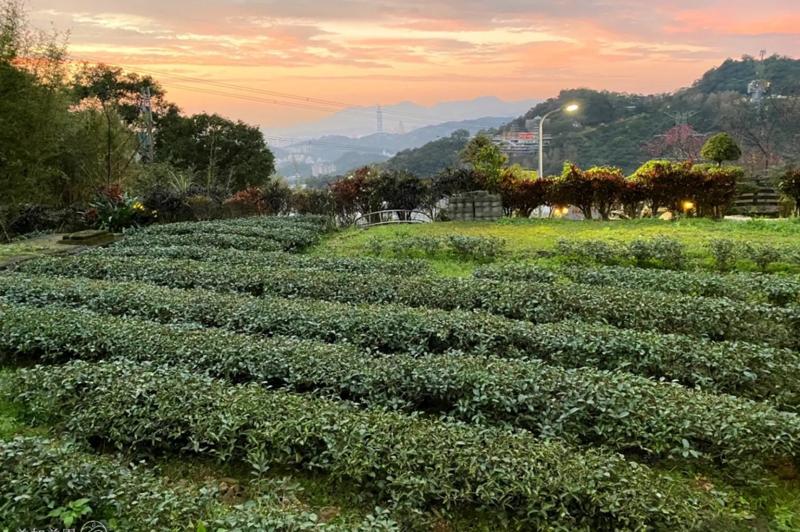 maokong tea garden